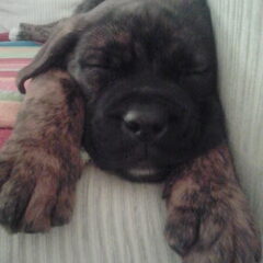 aiii nu al verwend...