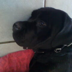 bimba