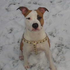 Diva in de sneeuw