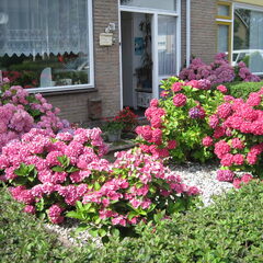 Onze voortuin anno 2011