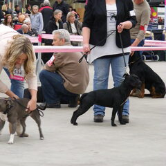 show hazerswoude dorp