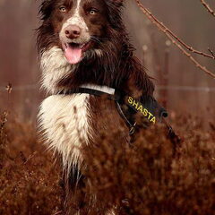Shassie HP Wandeling Zwolsche Bos