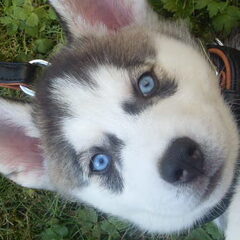 mijn lieve husky pup ocean die gestorven is na 9 weken :-(