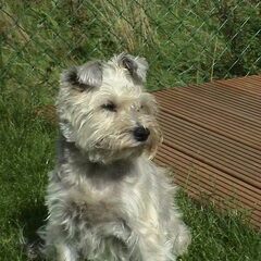 Toby ... lieve meid ... te vroeg heengegaan ... bedankt…