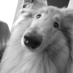 Mooie hond van mij