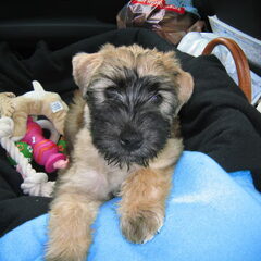HOI IK BEN BENGY EEN IRISH SOFT COATED WHEATEN TERRIER