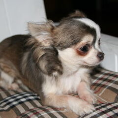 Onze Sunny