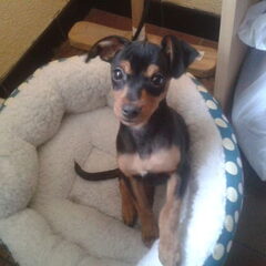 Rocky 4 maanden oud..