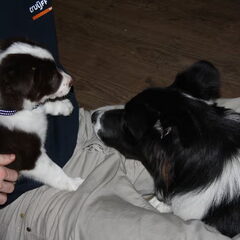 Eerste kennismaking met Paddy