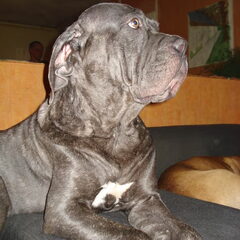 Moeder van Muis, Mastino Kyte. Ook zo'n lieverd!