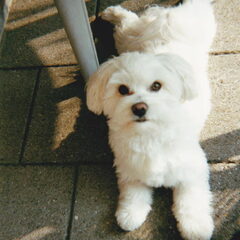 dit is spike helaas is hij er niet meer mis hem vreselijk