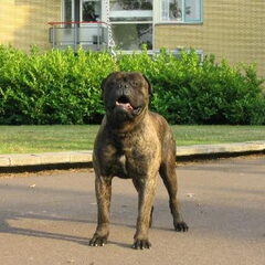 Gomez Bullmastiff reu