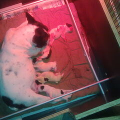 Shiva Franse bull teefje met haar 5 kids pappa is Nappie