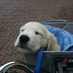 Kaj als puppy