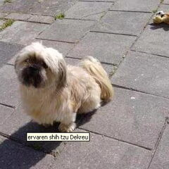 Dino (Vader van Gizmo)