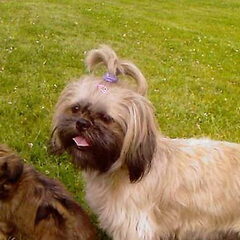 Lucy (moeder van Gizmo)