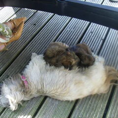 Nestje met Moeder Lucy
