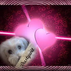 Dusty 31 okt 2002/30 mrt 2012,rust zacht lieve Dusty