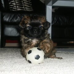 Hobby : voetballen