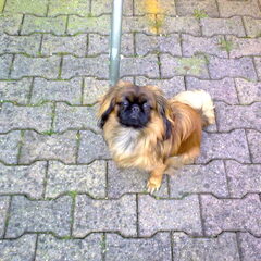 In de tuin