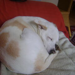 Hier slaapt Laura. Zzzz...