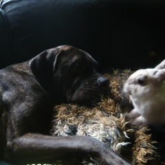 Samen met Meneer Witjes
