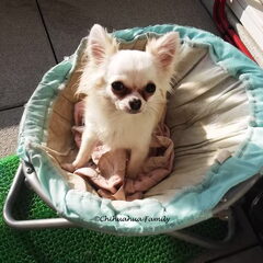 Princess Angel