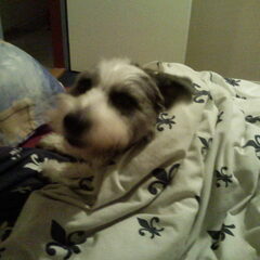Pippin