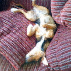 Truus