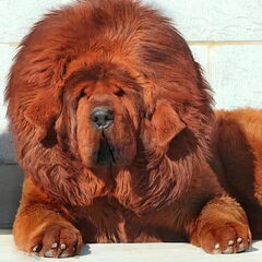Tibetaanse mastiff (waarschijnlijk met een wat Dosa mastiff…