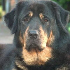 Tibetaanse mastiff zoals je ze hier vooral ziet (en op de…