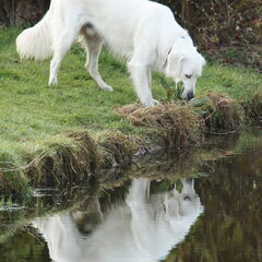 Spiegeltje, spiegeltje in het water...