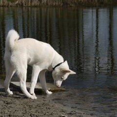 Simba op strand bij Froske Poale te Leeuwarden.