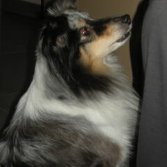 Dit is Raissa,een blue merle sheltie