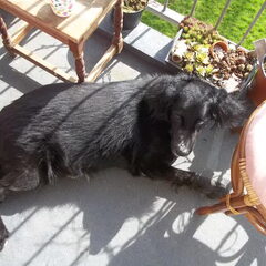 Onze oude Bor (14 jaar), lekker chillen op het balkon. Tot…