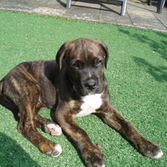 hier is timo 10 weken