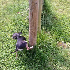 Kleine jongens worden "groot"