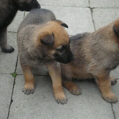 Hua van Spalbeek heeft een nieuw nest van 2 mei 2009. Het…