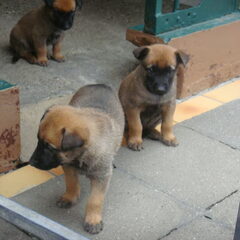 Hua van Spalbeek heeft een nieuw nest van 2 mei 2009. Het…