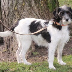 dit is de moeder van mijn toekomstige pup. ze is een mix…