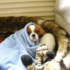 cindy had het koud..brr.. 2012