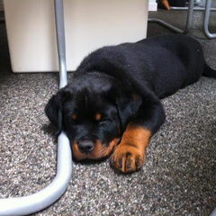 lloyd 2304-2012