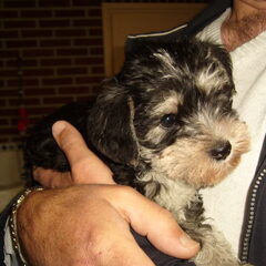 dit is bowie onze nieuwe aan winst kruising mini snauzer…