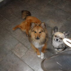 zino en mizka