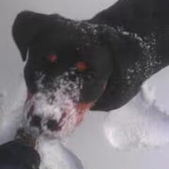 Djuna spelen in de sneeuw! =D