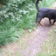 Bailey met Jaro