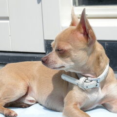 Scotty lekker in de zon.
