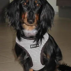 Liefie