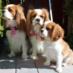 Koninginnedag met de cavaliertjes Shira , Anastasia en…