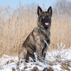 Onze Hollandse Herder Storm ( Douglas), geboren 25 maart…